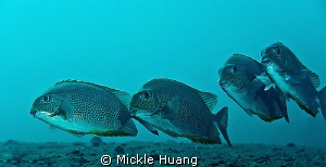 HAPPY
Golden Rabbitfish
Tulamben Bali by Mickle Huang 